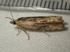 Eucosma cana