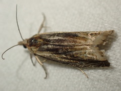Eucosma cana