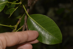 Ficus obliqua