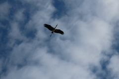 Mycteria leucocephala