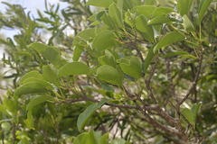 Ficus obliqua