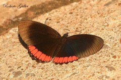 Biblis hyperia nectanabis