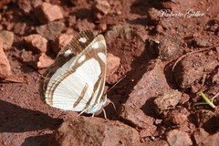 Dynamine athemon athemaena
