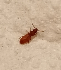 Oryzaephilus surinamensis