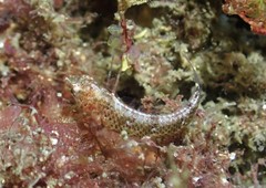 Enneapterygius atrogulare