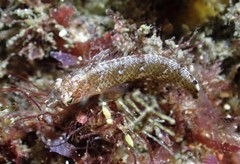 Enneapterygius atrogulare