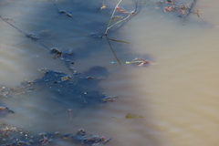 Pseudagrion microcephalum