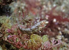 Enneapterygius atrogulare