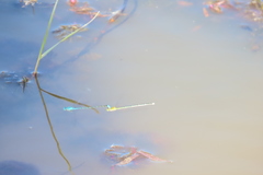 Pseudagrion microcephalum