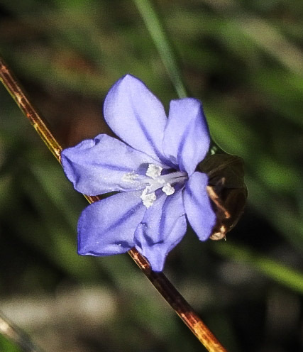Aphyllanthes subfamily