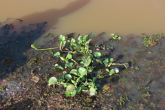 Pontederia crassipes