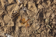 Brachythemis contaminata