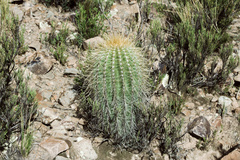 Trichocereus bertramianus