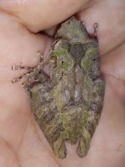 Scinax rostratus
