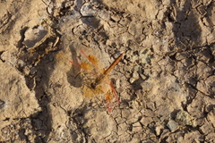 Brachythemis contaminata