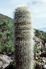 Trichocereus bertramianus