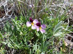 Viola beckwithii