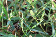 Agriocnemis keralensis