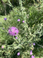 Astylus atromaculatus