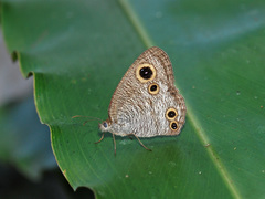 Ypthima pandocus