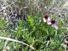 Viola beckwithii