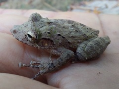 Scinax rostratus