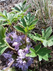 Hydrophyllum alpestre