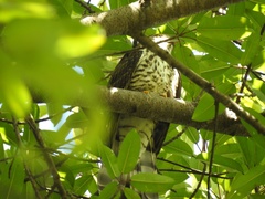 Hierococcyx sparverioides
