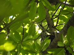 Hierococcyx sparverioides