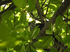 Hierococcyx sparverioides