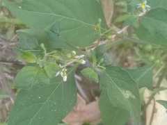 Solanum americanum