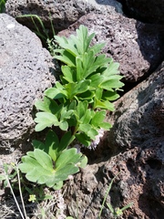Hydrophyllum alpestre