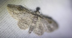 Sigilliclystis insigillata