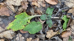 Salvia aethiopis