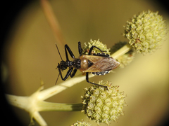 Apiomerus barbiellinii