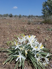Leucocrinum montanum