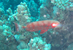 Priacanthidae