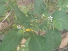Solanum americanum