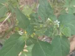 Solanum americanum