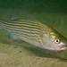 Striped Bass - Photo (c) alex_shure, some rights reserved (CC BY-NC), uploaded by alex_shure