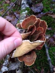 Stereum subtomentosum