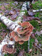 Stereum subtomentosum