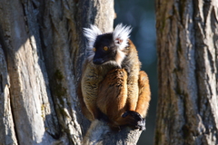 Eulemur macaco