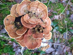 Stereum subtomentosum