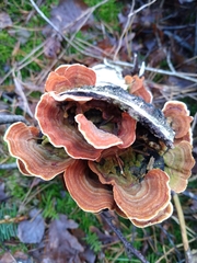 Stereum subtomentosum