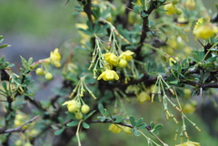 Berberis amoena