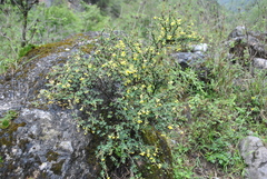 Berberis amoena