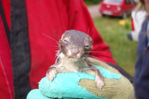 Least Weasel (Mustela nivalis), a lookalike recorded in Alaska