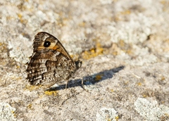 Hipparchia aristaeus