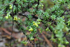 Berberis amoena